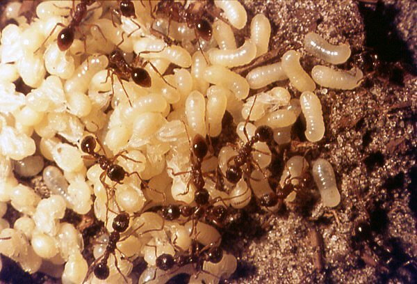 miereninnest.jpg